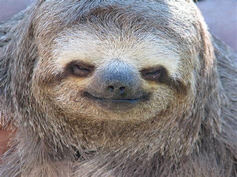 slotph|what does a sloth look like.